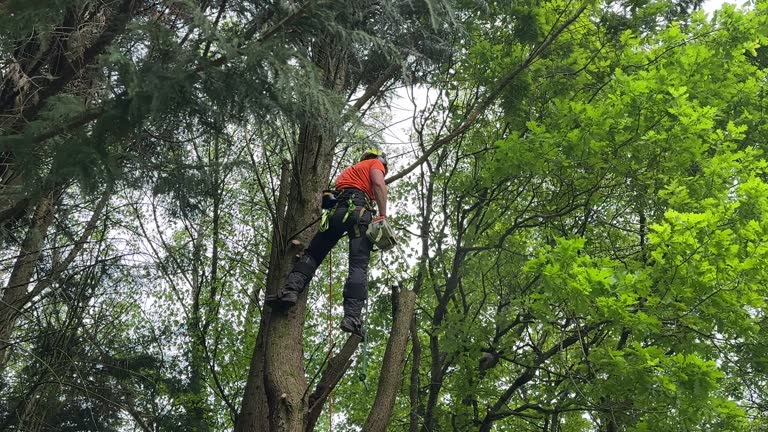 Professional Tree Care  in El Paso, TX